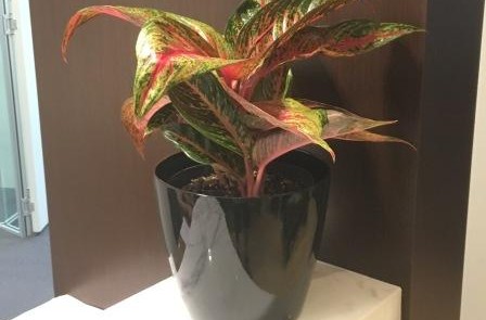 Desktop plants for office