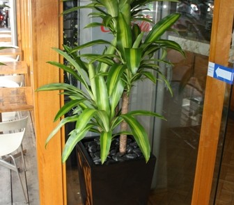Hire plants for Sydney office