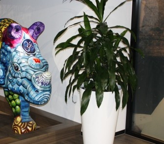 Hire plants for Sydney office