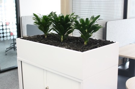 Sydney office plants