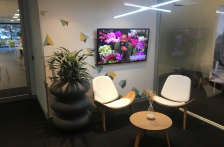 Sydney office plants