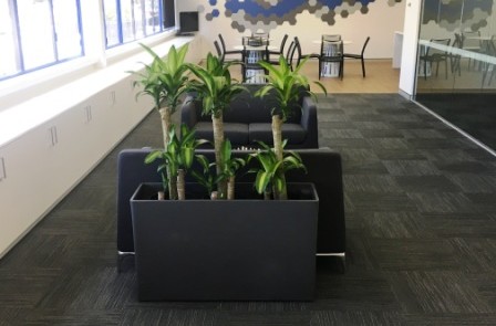 Sydney office plants