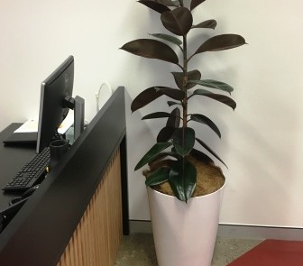 Hire plants for Sydney office