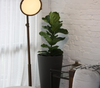 Hire plants for Sydney office