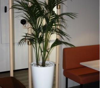Hire plants for Sydney office