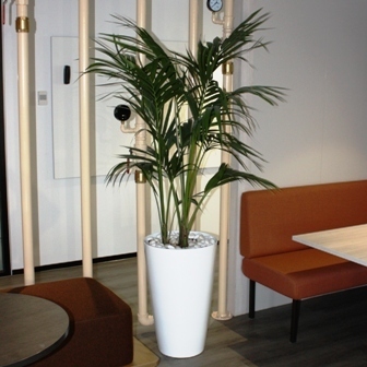 Kentia palm in white cone planter sq Plants to rent Sydney
