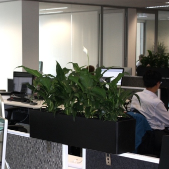Office view sq Plants to rent Sydney