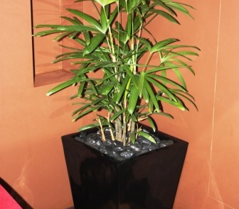 Hire plants for Sydney office