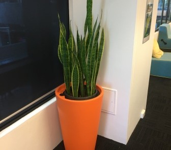 Hire plants for Sydney office