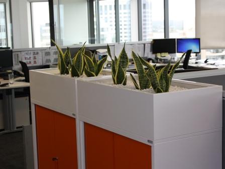 Interior hire plants Sydney