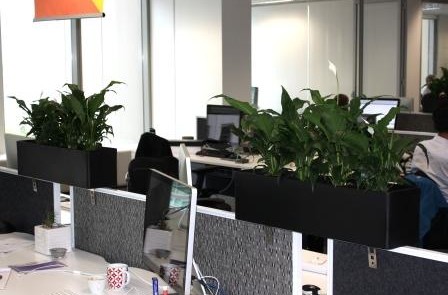 Sydney office plants