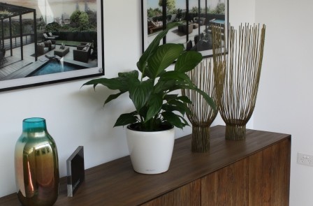 Desktop plants for office