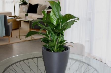 Desktop plants for office