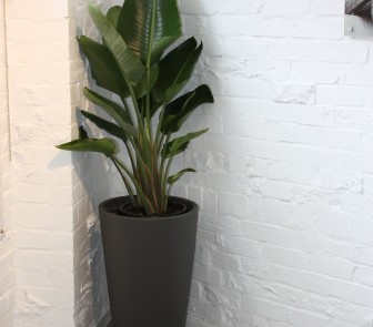 Hire plants for Sydney office