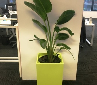 Hire plants for Sydney office