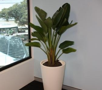Hire plants for Sydney office