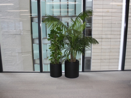 Floor standing office hire plants Office hire plants