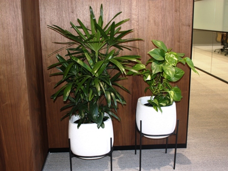 Office hire plants