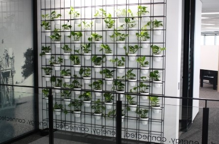 Office hire plants in pot wall
