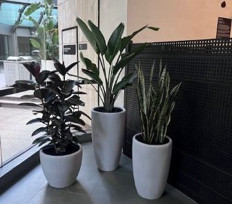 Commercial foyer plants