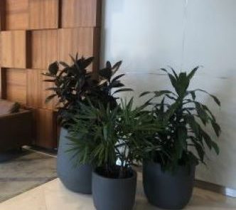 Interior hire plants Sydney