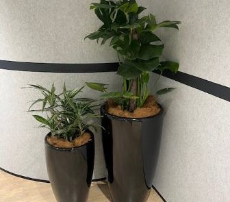 Interior hire plants Sydney